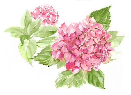 Pink Hydrangea flowers surrounded by green foliage. Floral Hand-drawn watercolor summer illustration. Wild spring leaf wildflower Aquarelle. Natural botanical sketch isolated on white backgroundの写真素材