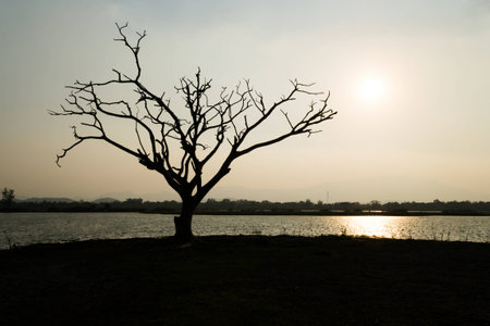 dry treeの写真素材