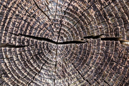Old wood texture with cracks and scratches. Abstract background and texture for design.の写真素材