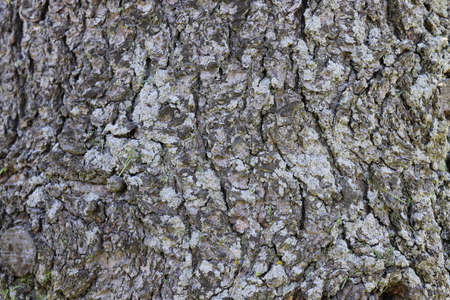 Bark of a tree. Close-up. Natural background.の写真素材