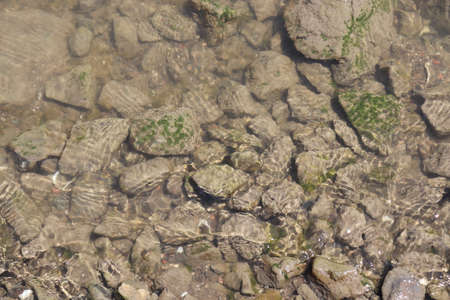Rocky bottom of the river. The surface of the water.の写真素材