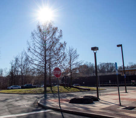 Trees on a sunny day in the city. The sun is shining.の写真素材