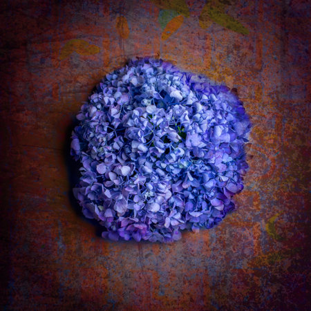 Blue hydrangea flower on grunge textured background.