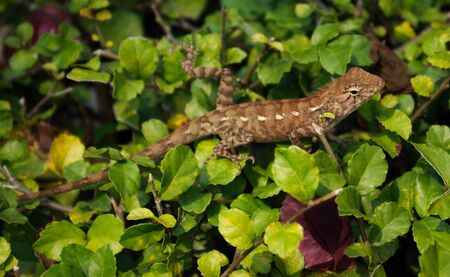 Lizard on the leaves of the bushの写真素材