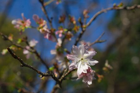 Japanese Sakuraの写真素材