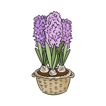 Hyacinths colorful doodle. Spring flowers in a basketのイラスト素材
