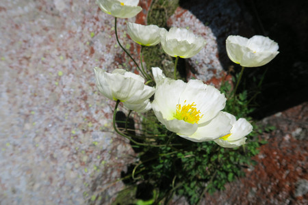 Mountain poppy flowers growing on the rockの写真素材