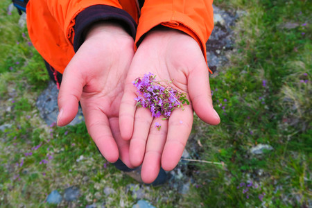 Hands holding thyme gently. Wild herbs picking