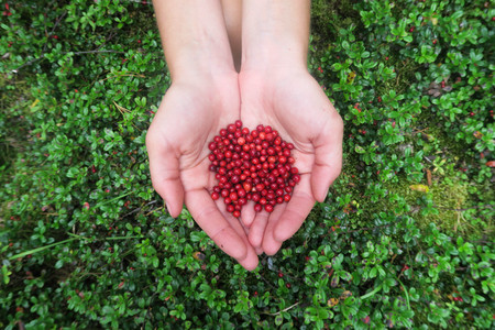 Hands holding a handful of cranberries. Picking berriesの写真素材