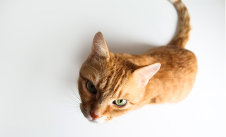 Ginger cat sitting and looking up. Top viewの写真素材