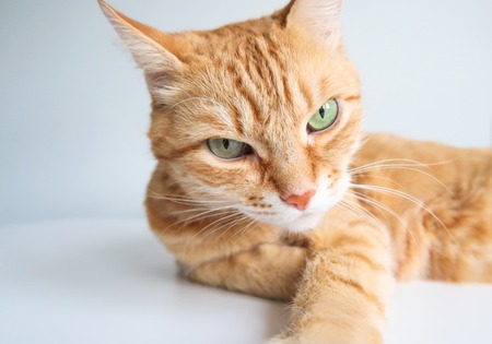 Ginger cat lying and looking seriously. Cute cat with green eyesの写真素材