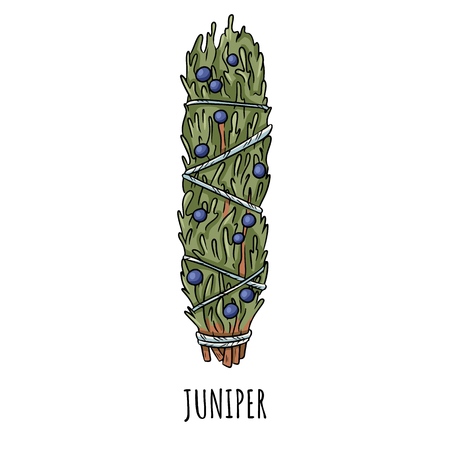 Sage smudge stick hand-drawn doodle isolated illustration. Juniper herb bundleのイラスト素材