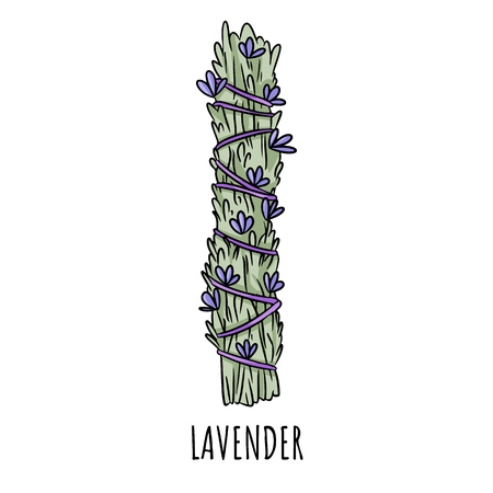 Sage smudge stick hand-drawn doodle isolated illustration. Lavender herb bundleのイラスト素材