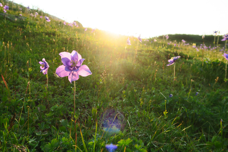 Beautiful purple aquilegia flower in the rays of the sunの写真素材