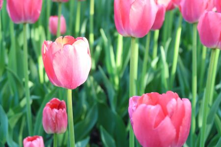Blossomed red tulips flowers on the flower bed among other tulipsの写真素材
