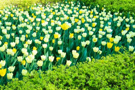 Blossomed tulips flowers on the flower bed among other tulipsの写真素材