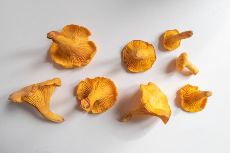 Chanterelle mushrooms top view image. A set of eatable mushroomsの写真素材