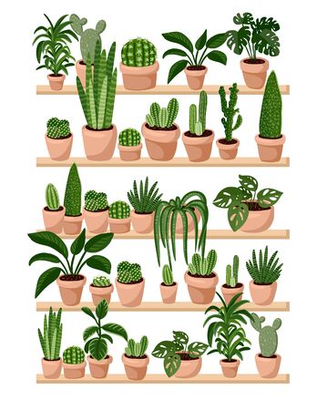 Potted succulent and cacti plants on shelves in a row postcard. Hygge interior flyer. Cozy lagom scandinavian style banner. Garden plants on shelfのイラスト素材