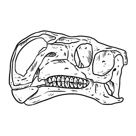 Altirhinus skull line hand drawn sketch image. Iguanodontian ornithopod dinosaur fossil illustrationのイラスト素材