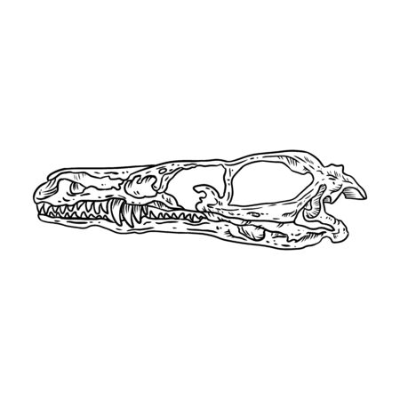 Stylized velociraptor dinosaur fossilized skull hand drawn image isolated on white background. Freehand sketch of carnivorous reptile dinosaur fossil illustration museum vector stock drawingのイラスト素材