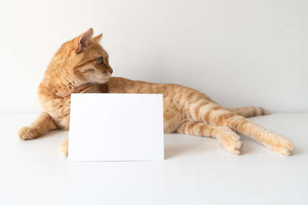 Ginger cat with horizontal postcard on white table background mockup. Cute pet animal with copy space card for your image or text. Pet shelter, veterinarian concept imageの写真素材