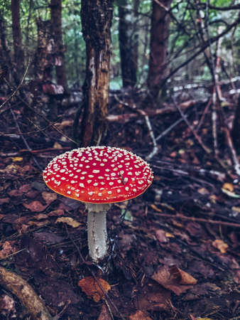 Fly agaric toadstool in the forest. Beautiful poisonous red mushroom growing on the ground in the fallen leaves. Stock photoの写真素材