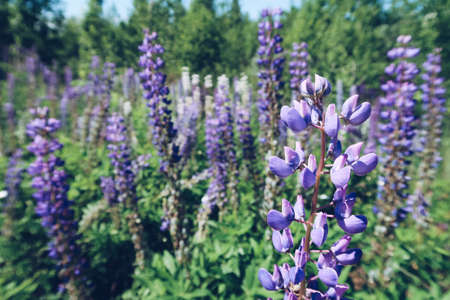 Blooming lupine flowers selected focus. A field of purple lupines. Violet spring and summer flowers. Gentle warm colors, blurred background.の写真素材