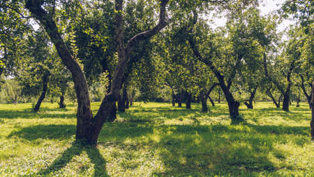 Green apple garden in summer. Old curvy fruit trees orchard park during sunny day, no people around. Kolomeskoe, Moscow, Russia.の写真素材