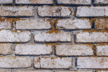Old brick textured wall. Fried orange moss on the white wall stock photography background.