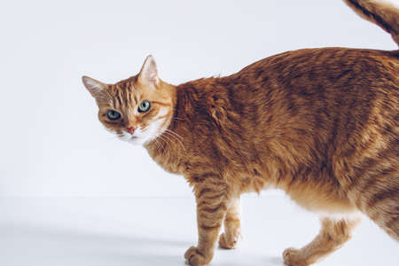 Ginger cute cat looking curiously on white background. Adorable home pet stock photoの写真素材