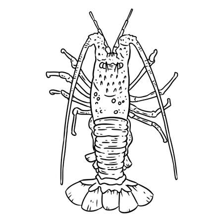Lobster lineart doodle design for coloring book. Cute cartoon sketchbook image. Media graphic iconのイラスト素材