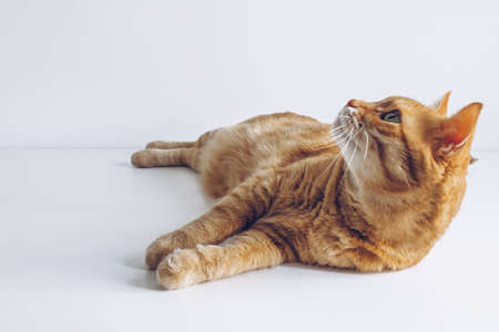 Cute ginger cat on white background. Adorable home pet stock photography. At the vetの写真素材