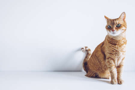 Ginger cute cat sitting and looking curiously on white background. Space for your text. Adorable home pet stock photographyの写真素材