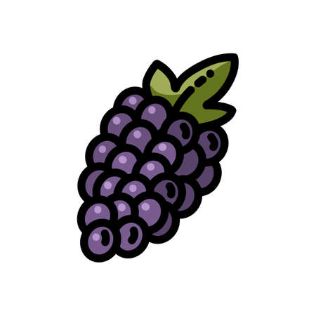 Grapes flat outlined icon. Vector fruit logo isolated on white background. Vegetarian food symbol, media glyph for webのイラスト素材