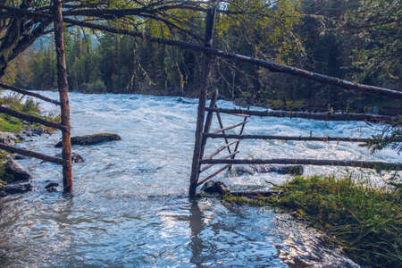 Old hedge gates flooded by the river flowing in the forest among trees and green lush bushes. Kucherla river in Belukha park, Altai Mountains, Siberia, Russiaの写真素材