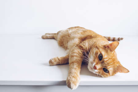 Cute ginger cat on white background. Adorable home pet stock photography. At the vet