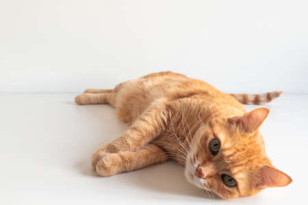 Cute ginger cat on white background. Adorable home pet stock photography. At the vetの写真素材