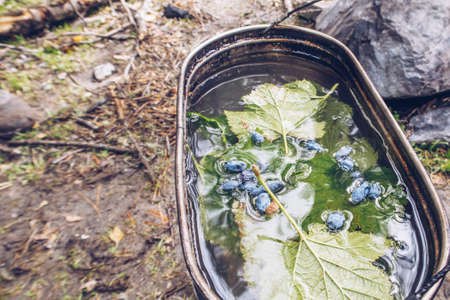 Camping herbal tea with blue berries. Honeysuckle camping tea in a pot authentic summer kitchenの写真素材