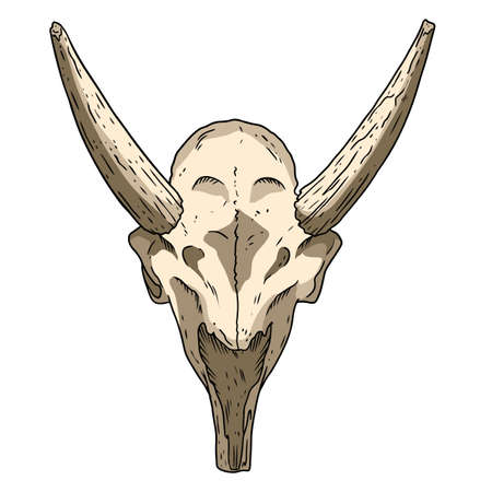 Saiga fossilized skull hand drawn sketch image. Horned antelope animal bones fossil illustration drawing. Vector stock outline silhouetteのイラスト素材