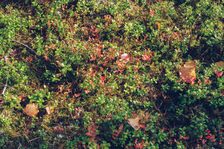 Closeup of lingonberry, reindeer moss, lichen, twigs and pine needles, with mossy texture background. Arctic boreal zone, Karelia nature. Selective focus, blurred background stock photographyの写真素材