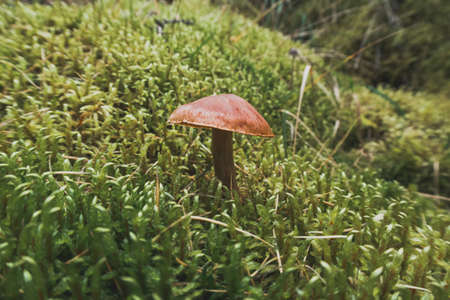 Closeup of a small delicate and beautiful mushroom among moss and lichen in the forest. outdoor wildlife. Selective focus, blurred background stock photographyの写真素材