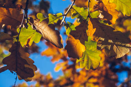 Autumn orange colored leaves, maple foliage against blue sky, selective focus, blurred bokeh...