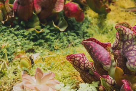 Botanical garden with carnivorous flowers. Jungle foliage stock photography. Venus fly traps and pitcher plants. Jungle foliage stock photo.の写真素材