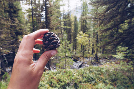 Closeup of a hand holding a small delicate and beautiful cedar cone with forest and trees in the...