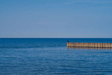 Black bird sitting on a breakwater wooden structure with blue sea and sky in the background. stock photographyの写真素材