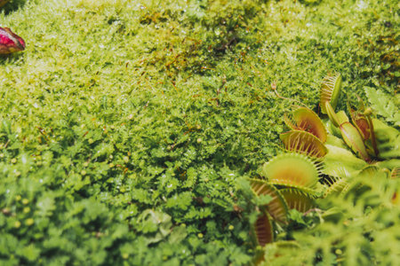 Botanical garden with carnivorous flowers. Jungle foliage stock photography. Venus fly traps and...