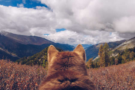 Dog on a trekking tour watching picturesque mountains valley. Dog observing autumn landscape of the mountain gorge. Mountains ridge and clear blue sky. stock photoの写真素材
