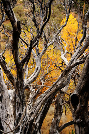 Old tree along a trail