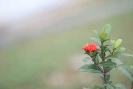 flowerの写真素材