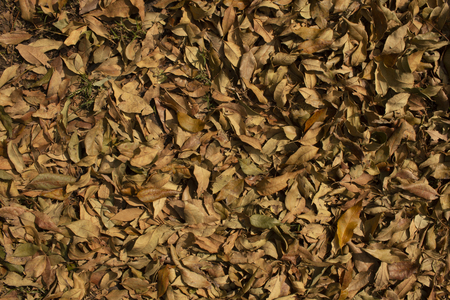 dried tree leaves in autumnの写真素材